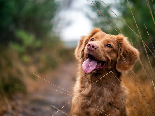 black scabs on dogs