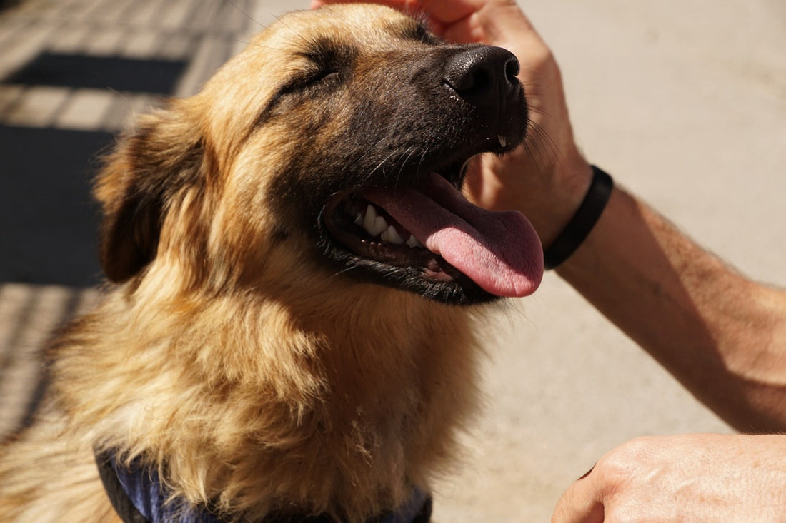 asthma in dogs
