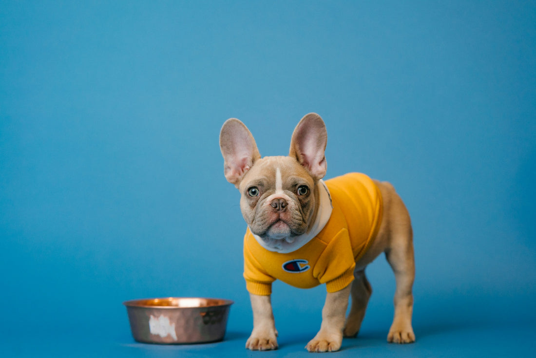 how to stop dog diarrhea home remedy