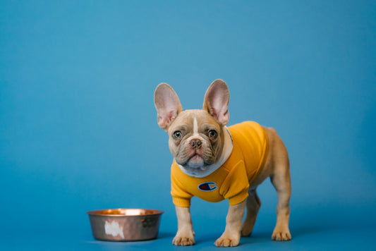how to stop dog diarrhea home remedy