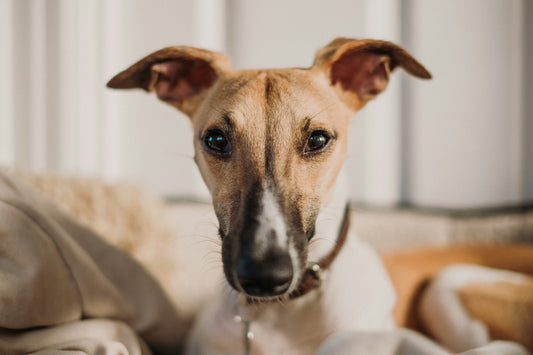 dog grooming how to clean ears