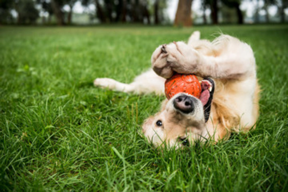dog hernia