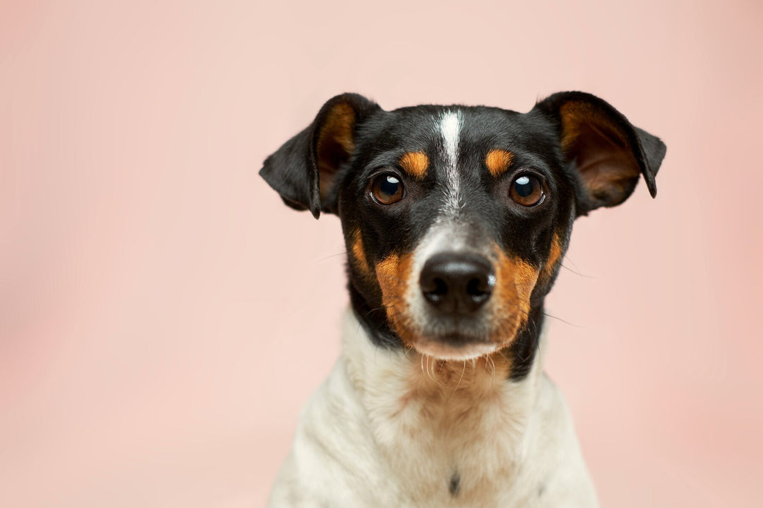 dog suddenly limping back leg