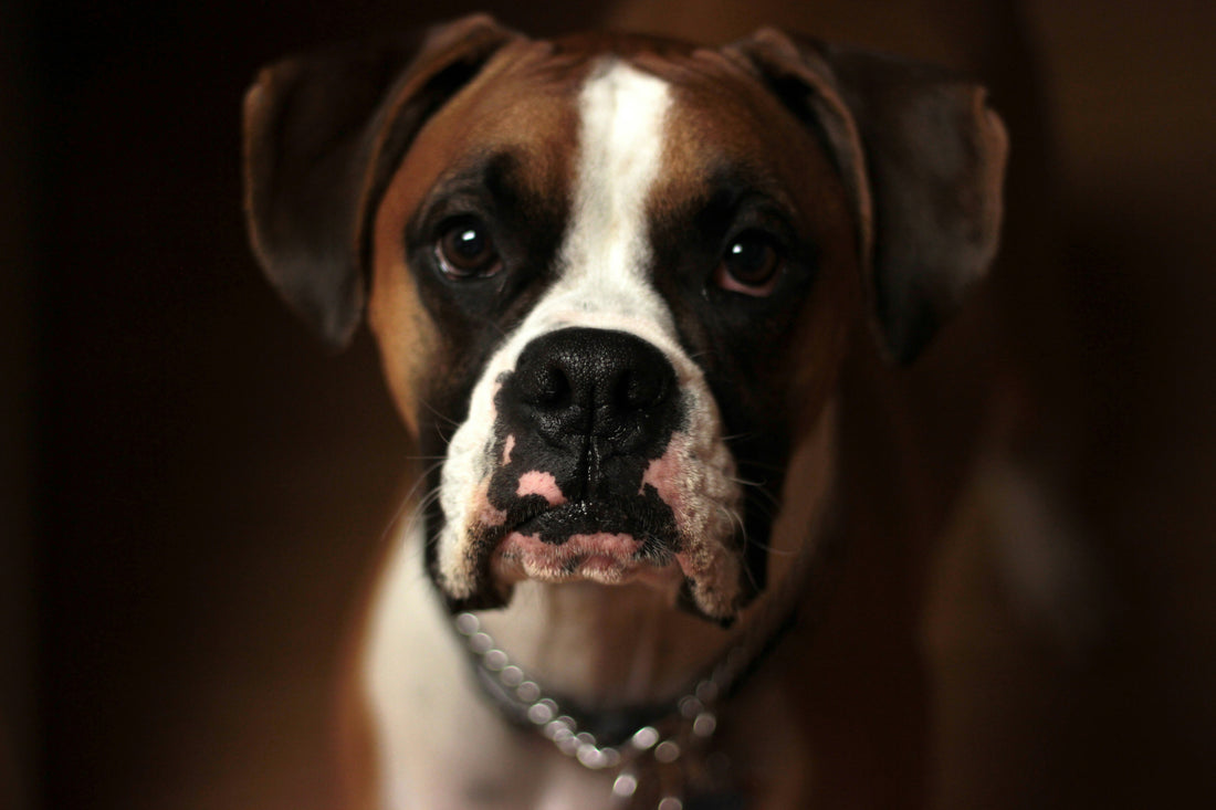 dog threw up food hours after eating