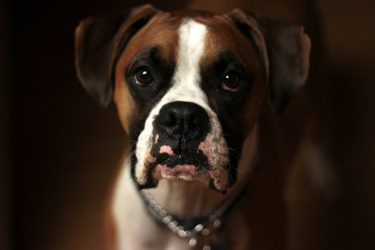 dog threw up food hours after eating