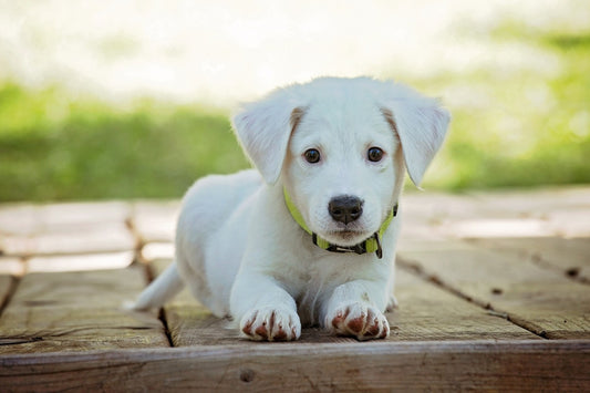 dog warts