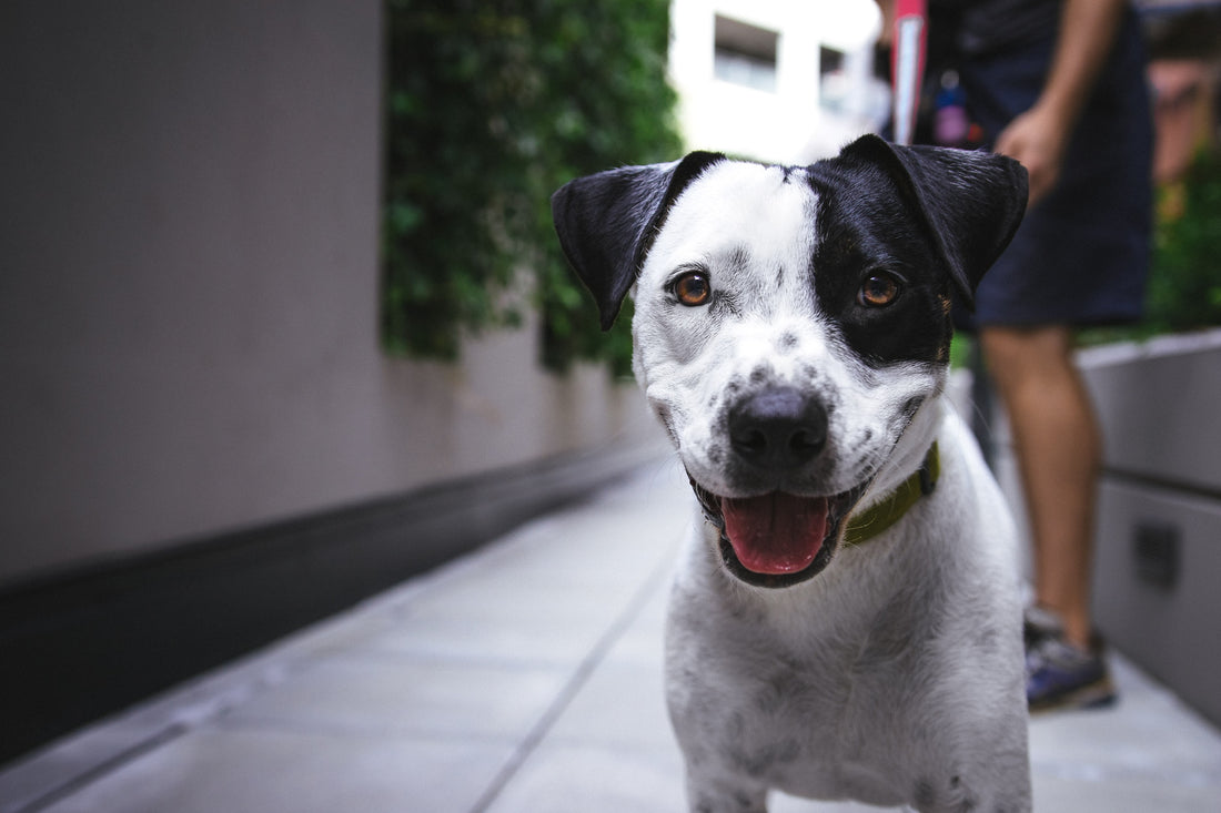 female dog peeing blood but acting normal