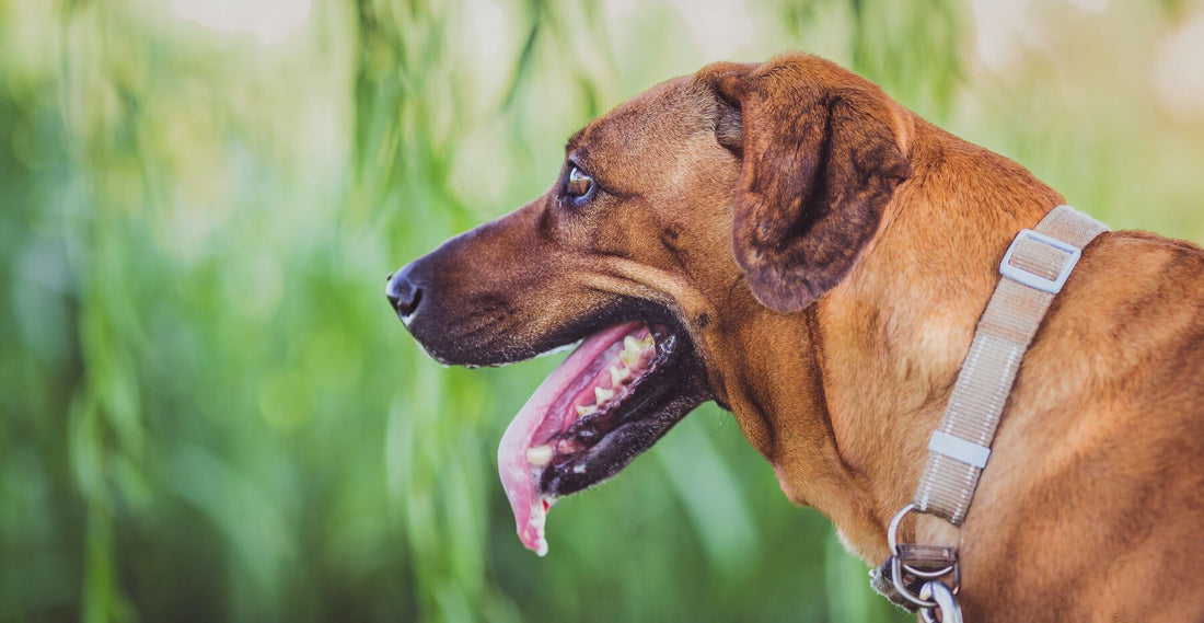 home remedies for dog drooling
