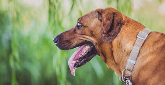 home remedies for dog drooling