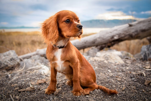 home remedies for dog scooting