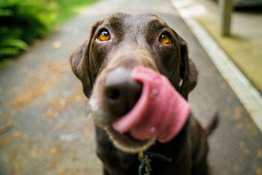 home remedies for fishy dog breath