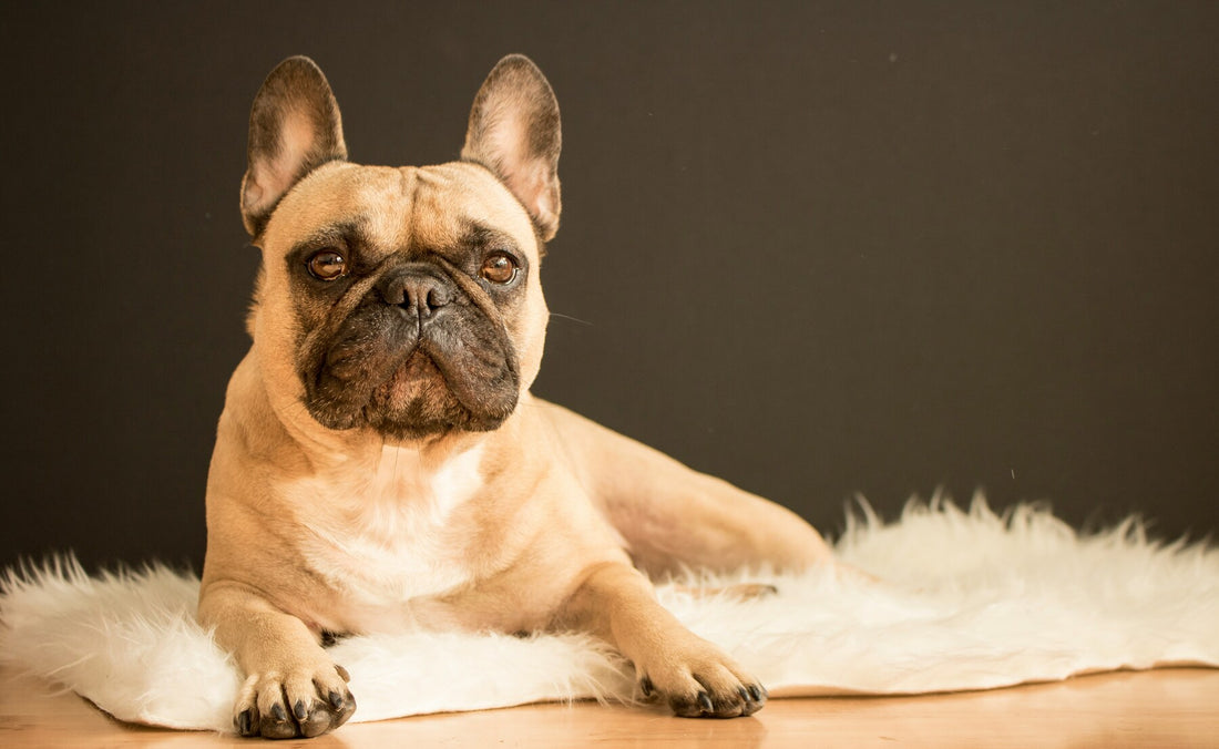 how to help a dog with dry skin