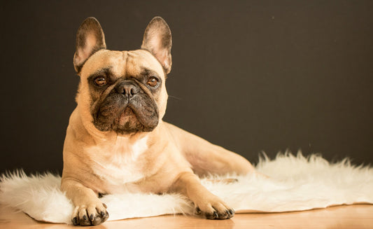 how to help a dog with dry skin