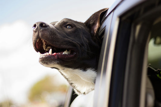 dog car anxiety