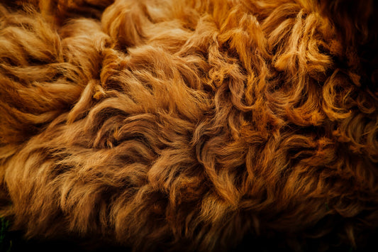 how to make dog coat shiny