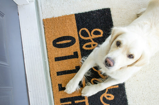 how to stop dog from scratching door