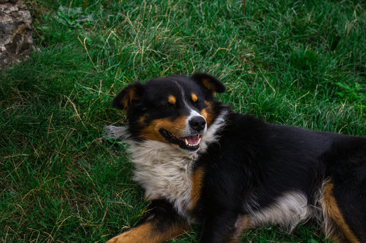 how to treat allergy bumps on dogs