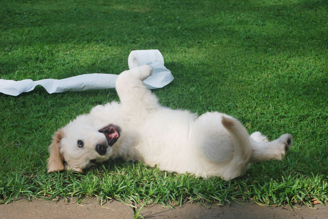 dog itchy skin