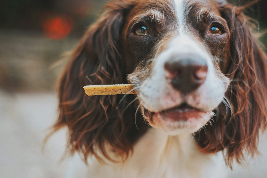 natural worm prevention for dogs