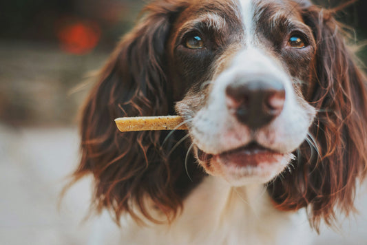 natural worm prevention for dogs