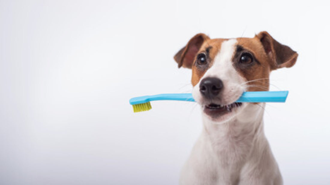 non anesthetic dog teeth cleaning