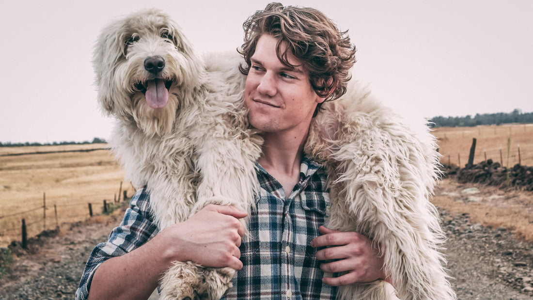 shoulder pain in dogs