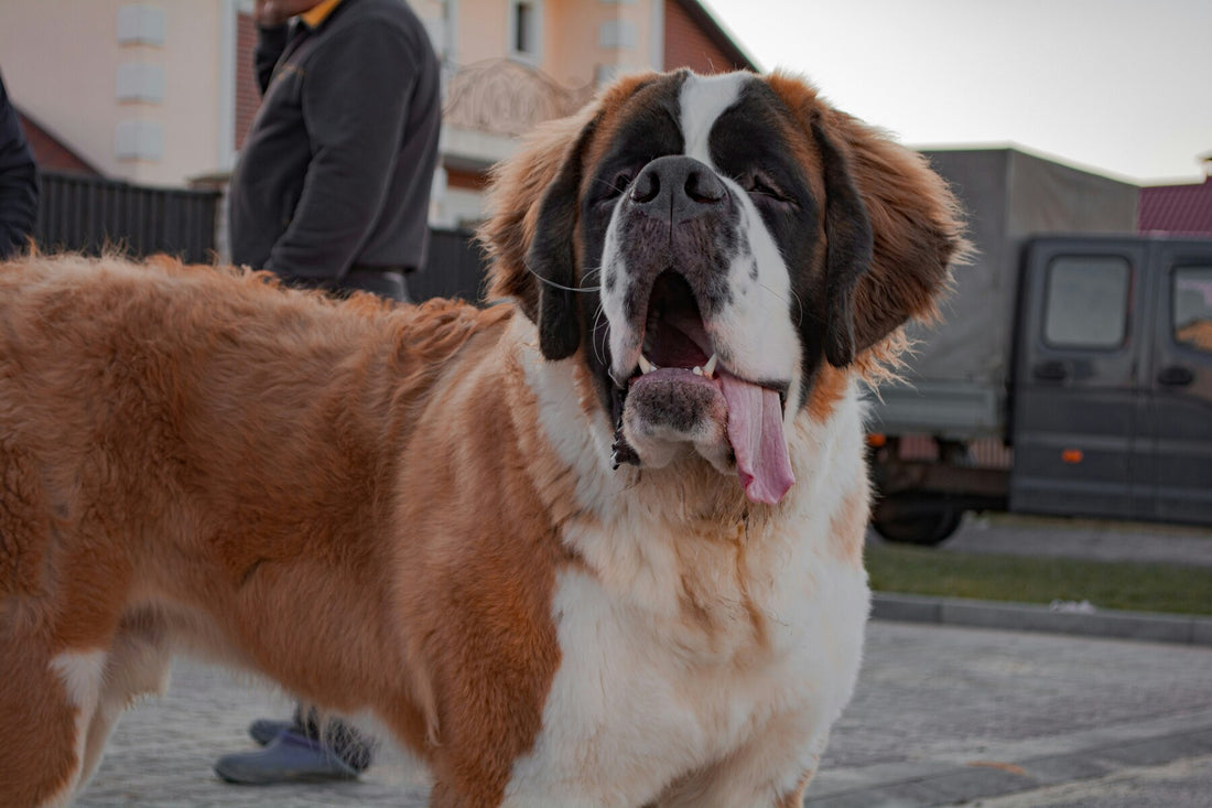 tips to prevent dog arthritis