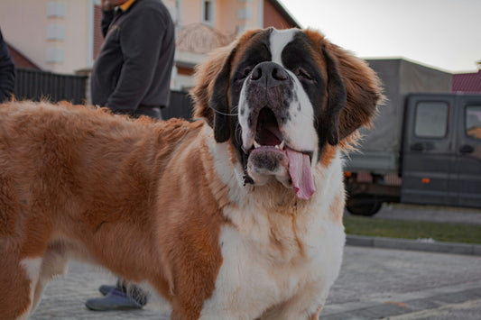 tips to prevent dog arthritis