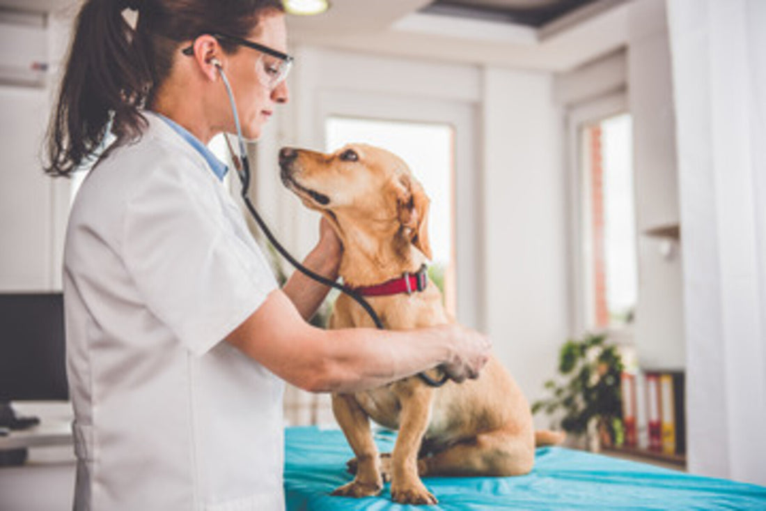 treat dog swollen anus