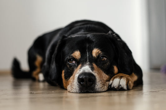 what age can a dog get arthritis