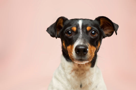 what home remedy can i give my dog for vomiting