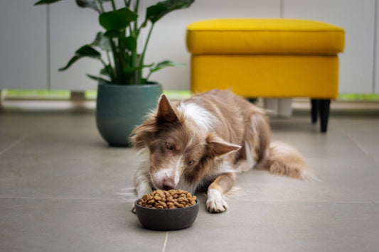 what to feed a sick dog with no appetite