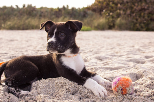 what to feed your dog with itchy skin