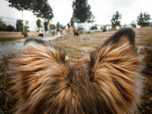 when does a dog shed its winter coat