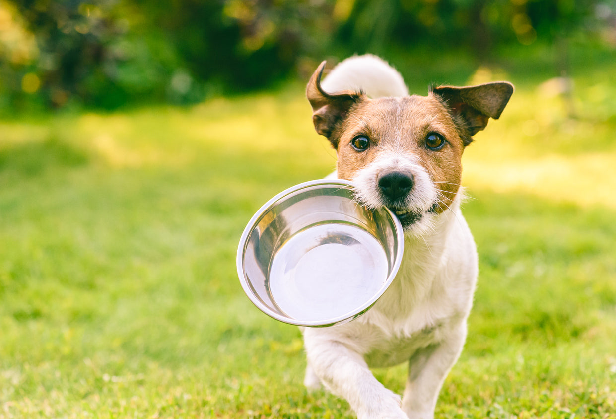 Pet Food Review with Bando