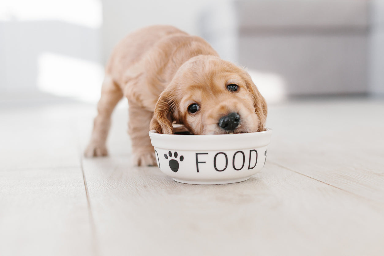 Puppy Nutrition & Wellness