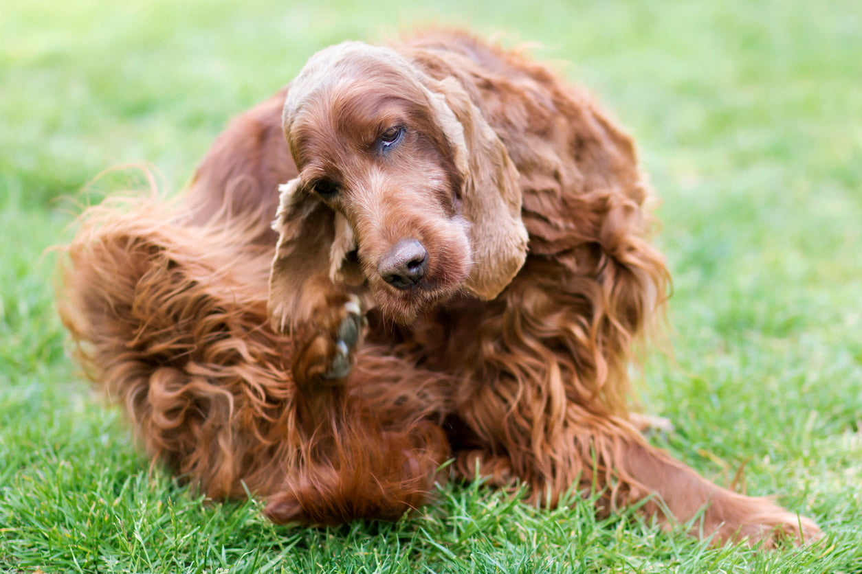 Got Itchy Dog?