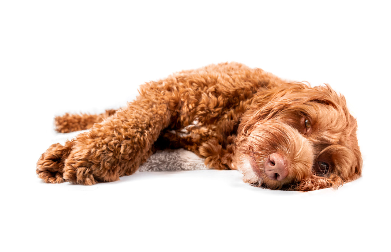 Addison's Disease Consultation with Bando
