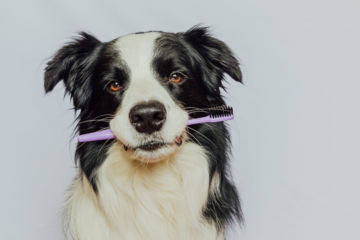 Dental Health Consultation with Bando