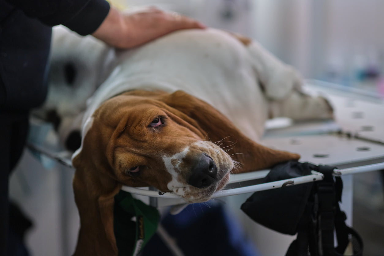 Pancreatitis Consultation with Bando
