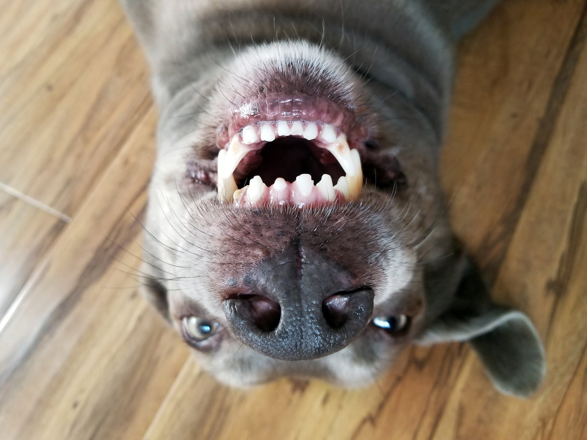 Dental Health Consultation with Bando