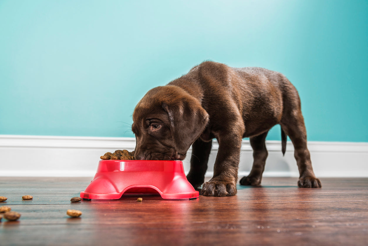 Puppy Nutrition & Wellness