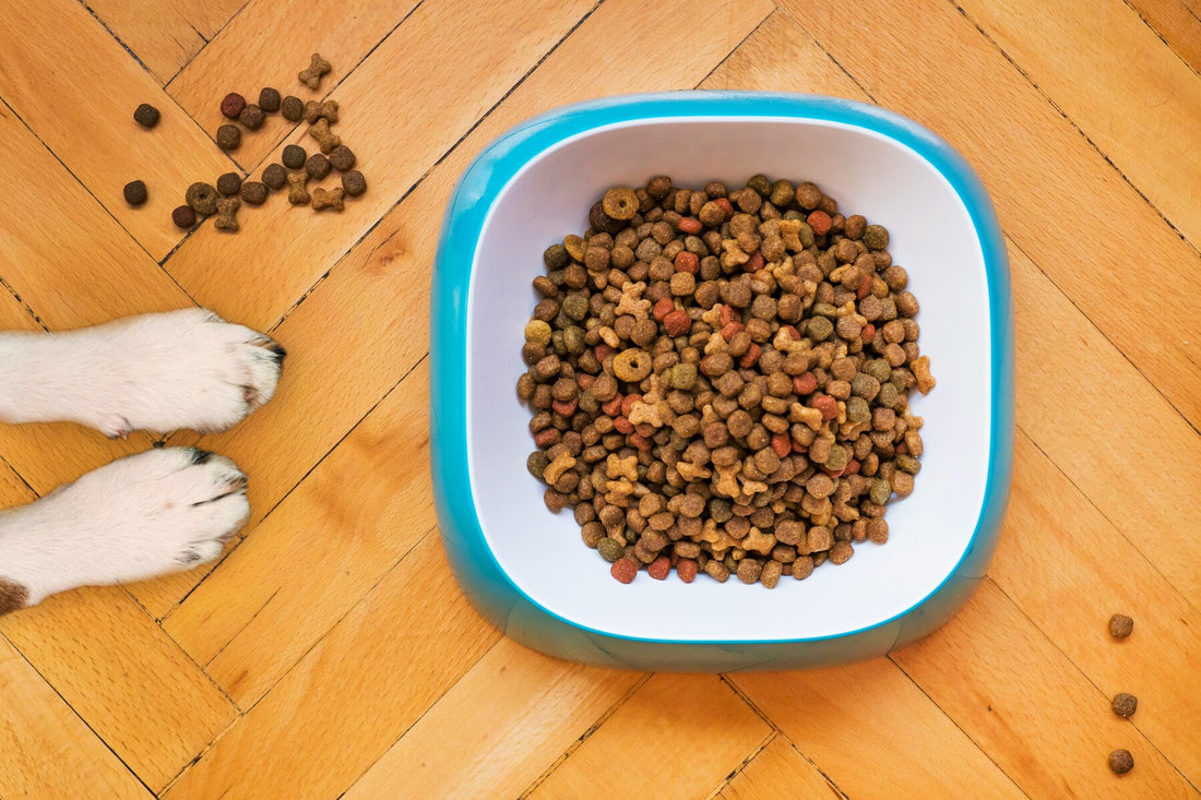 how long does it take for dogs to digest food