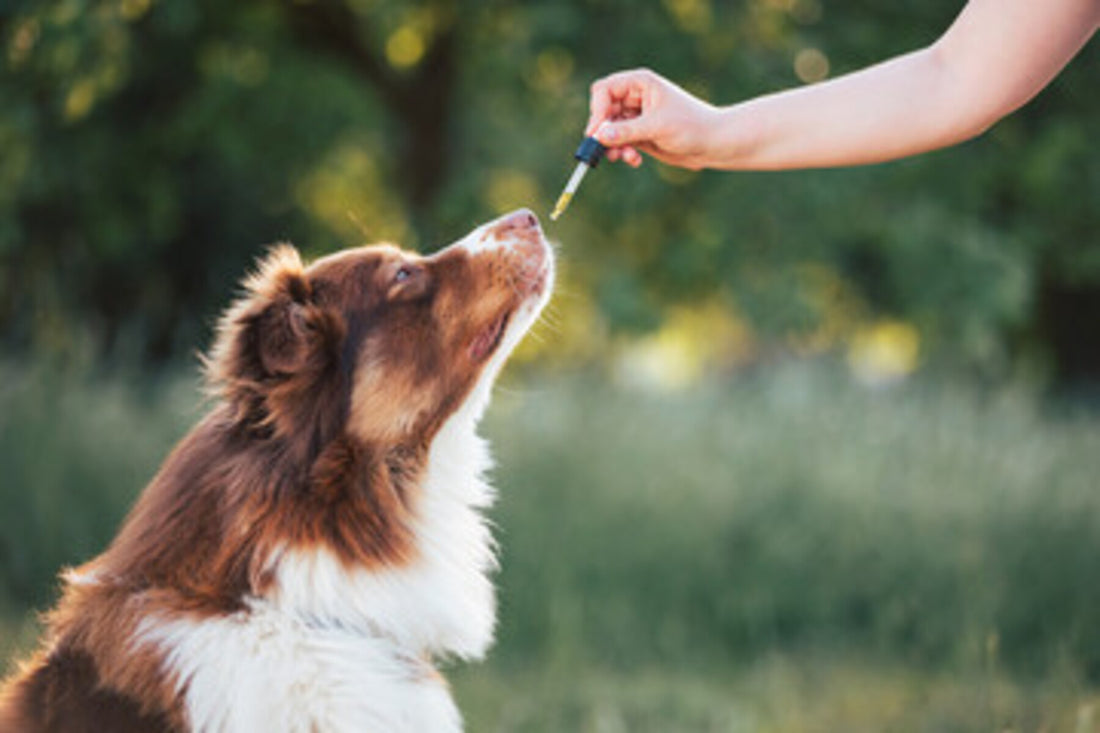 multivitamins for dogs