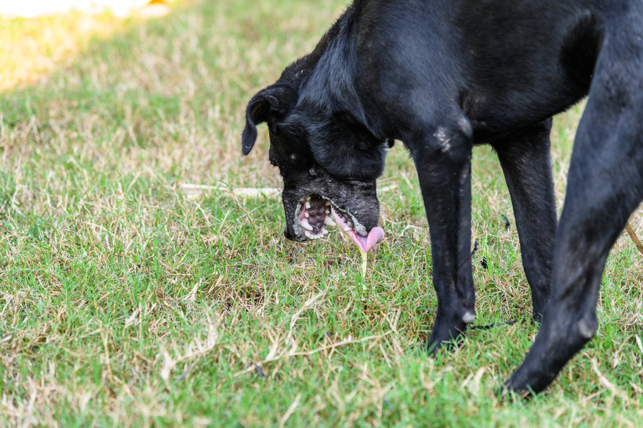 Pancreatitis Consultation with Bando